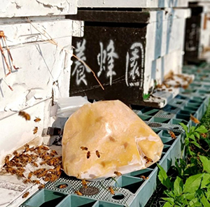 100%生鮮蜂蛹1公斤(1000g)．原價1000元 特價700元